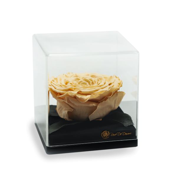 Endless Treasure Champagne