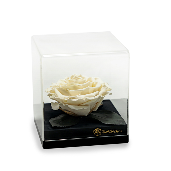 Endless Treasure White