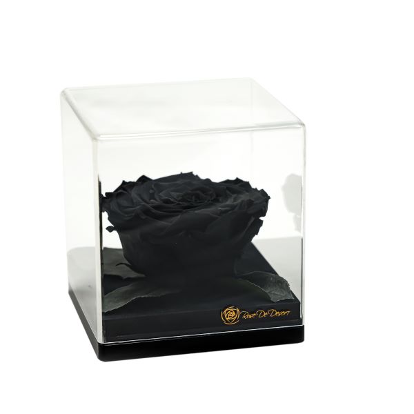 Endless Treasure Black