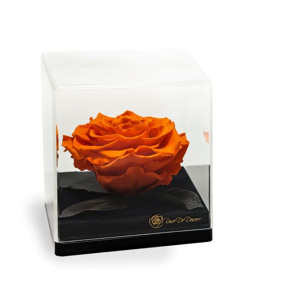 Endless Treasure Orange