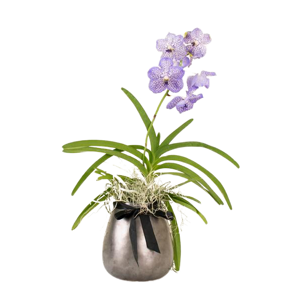 Terrassa IV. Orchidaceae