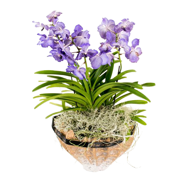 Terrassa V. Orchidaceae