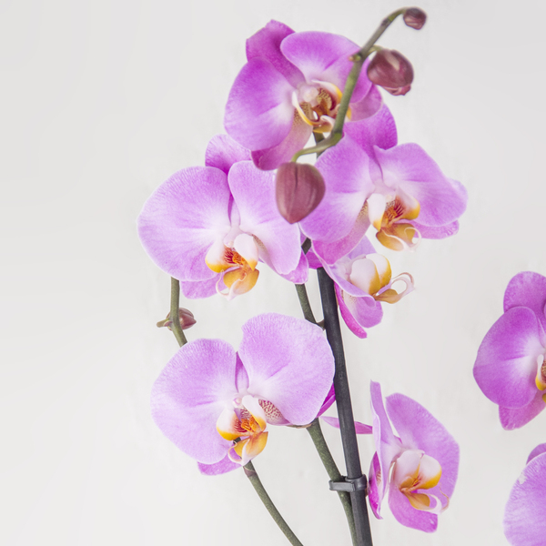 Orchid Elegance