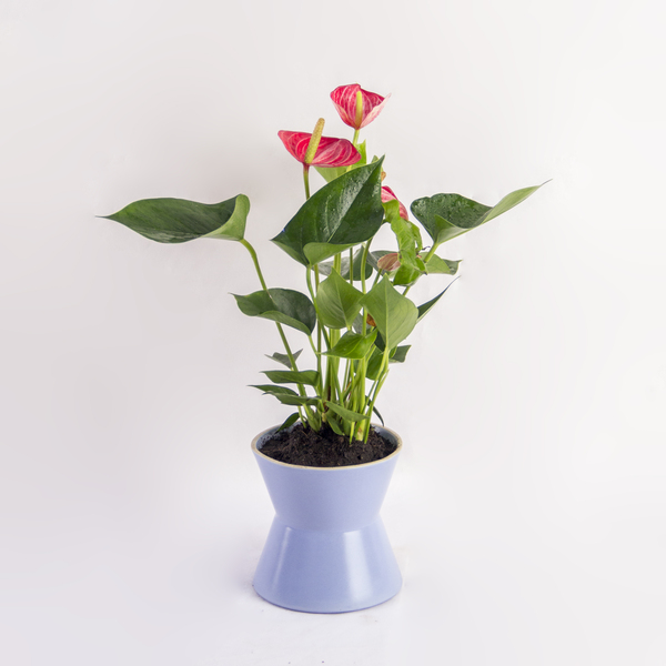 Heartleaf Anthurium | أنثوريوم قلب الورقة