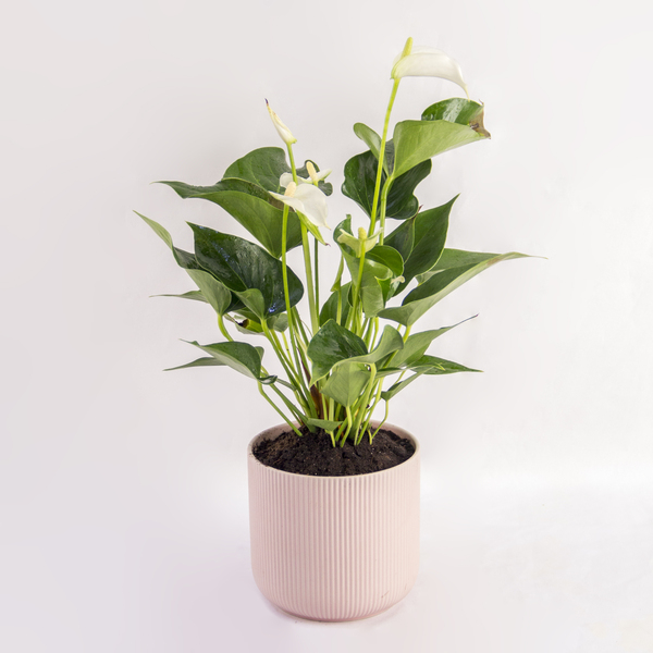White Anthurium & Blush Pot | وعاء أنثوريوم أبيض وأحمر الخدود