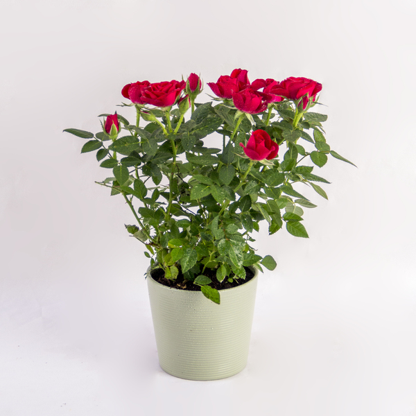 Crimson Mini Rose | وردة قرمزية صغيرة