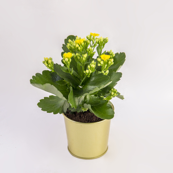 Sunny Yellow Kalanchoe | الكالانشو الأصفر المشمس