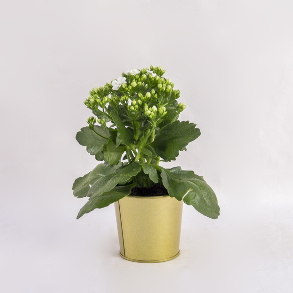 Pristine White Kalanchoe | الكالانشو الأبيض النقي