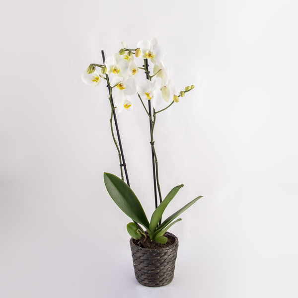 Classic White Orchid | الأوركيد الأبيض الكلاسيكي