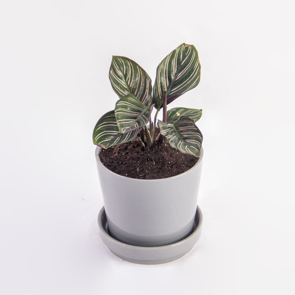 Pinstripe Calathea Elegance | أناقة كالاتيا المخططة