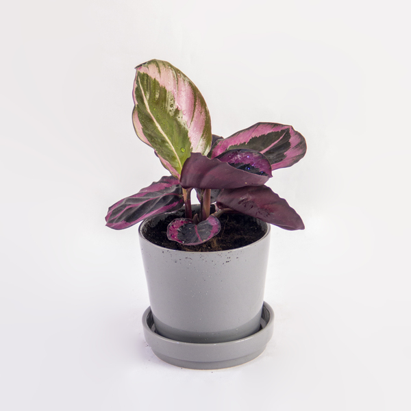 Medallion Calathea | ميدالية كالاتيا