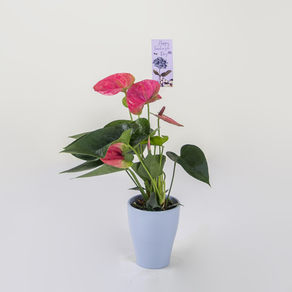 "Teacher's Day Anthurium | يوم المعلم أنثوريوم"