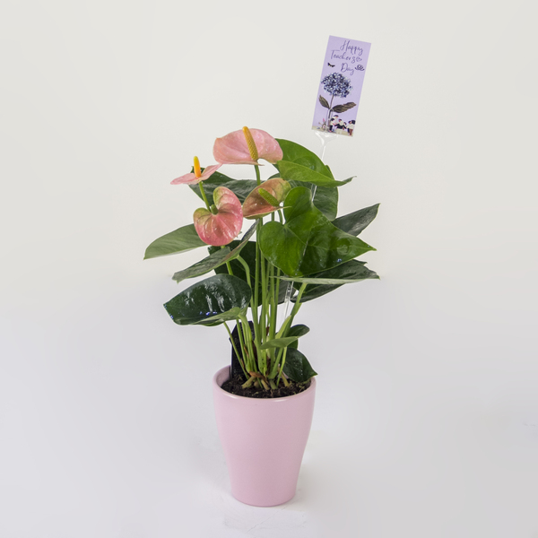 The Guiding Anthurium | أنثوريوم التوجيهي