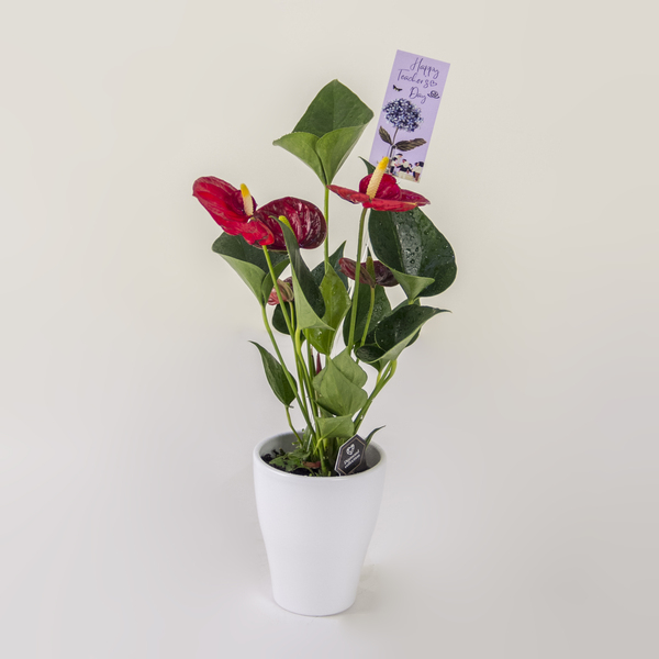 The Crimson Gratitude | الامتنان القرمزي