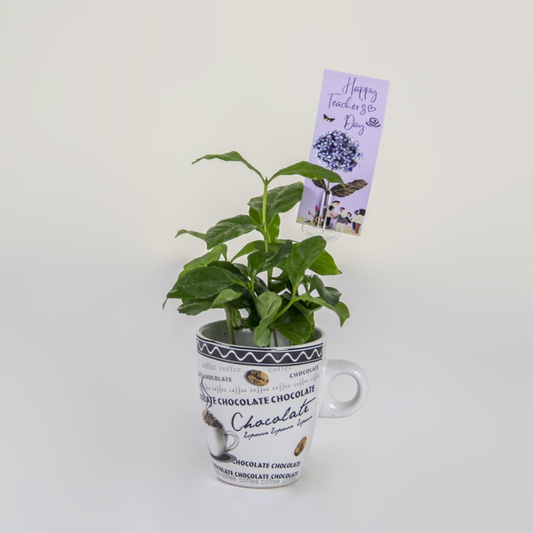 A Teacher's Coffee Mug Plant | نبات كوب القهوة للمعلم