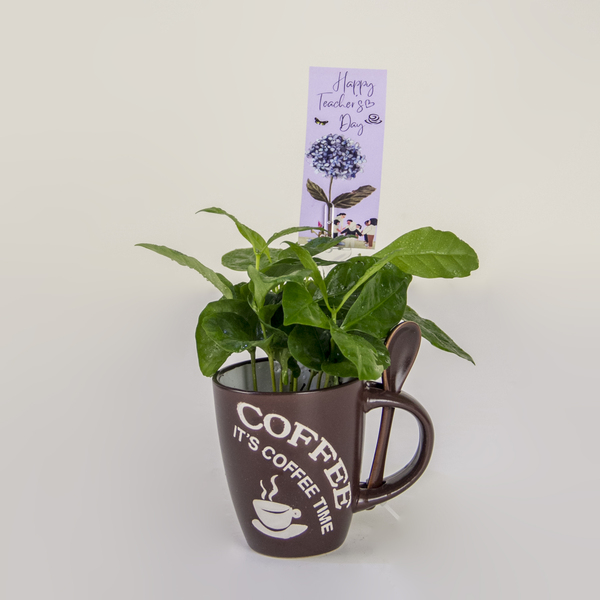 Thankful Brew | المشروب شاكرا