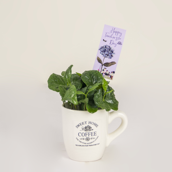 A Teacher's Coffee Plant Mug | كوب من نبات القهوة للمعلم