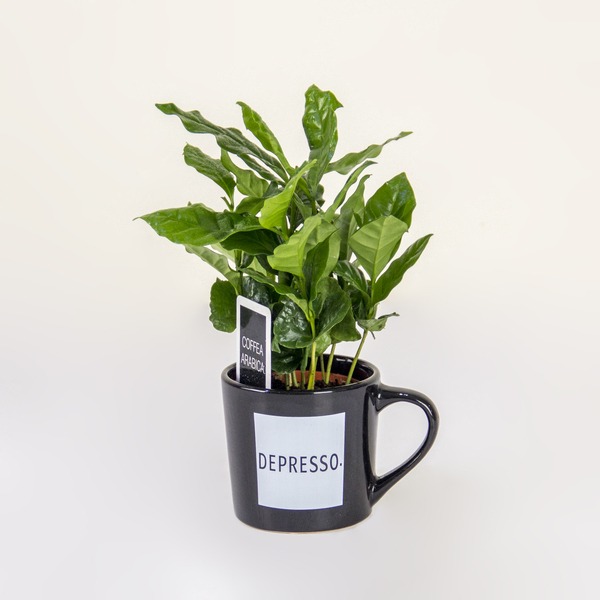 The ""Depresso"" Defeater