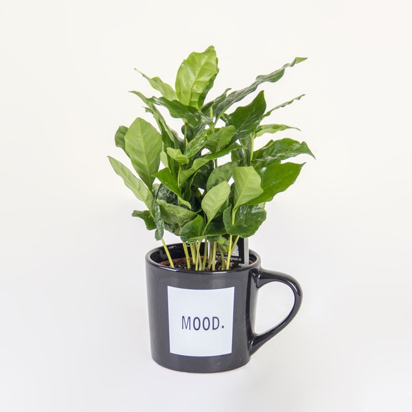 The ""MOOD."" Booster