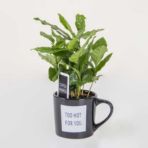 The "Hot Shot" Houseplant