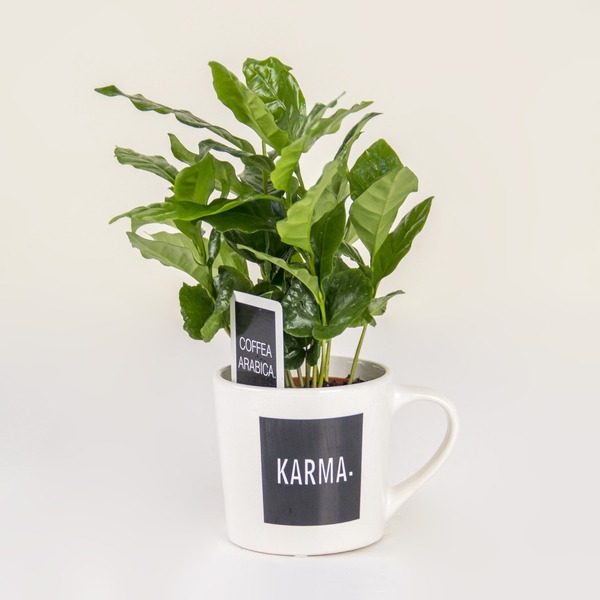 Instant Karma (Just Add Coffee)