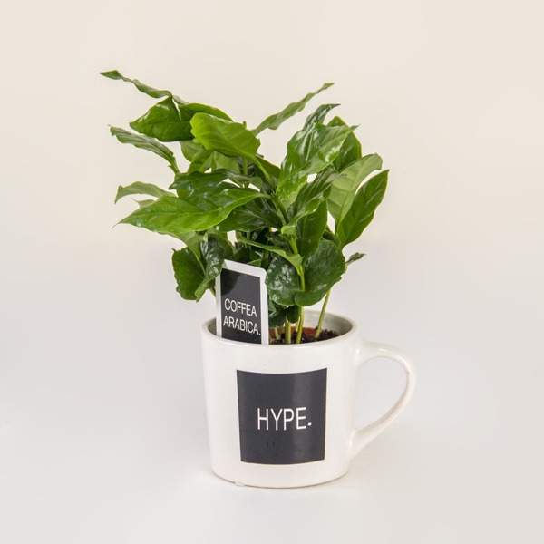 The Hype Houseplant