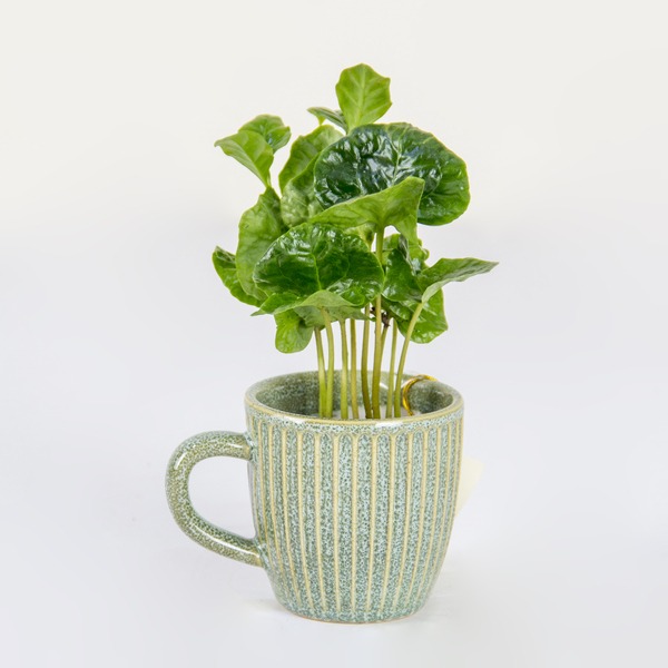 The Home Barista's Houseplant