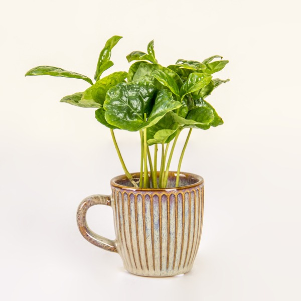 The Autumn Harvest Mug