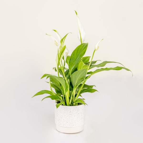 The Easy Peace Lily
