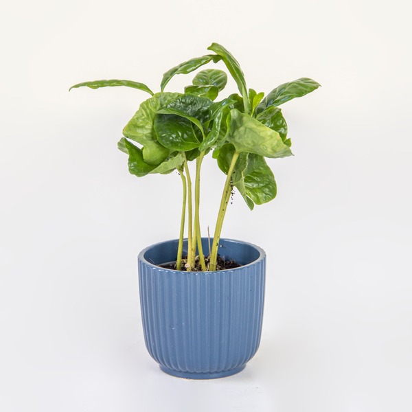 The Coastal Blue Starter