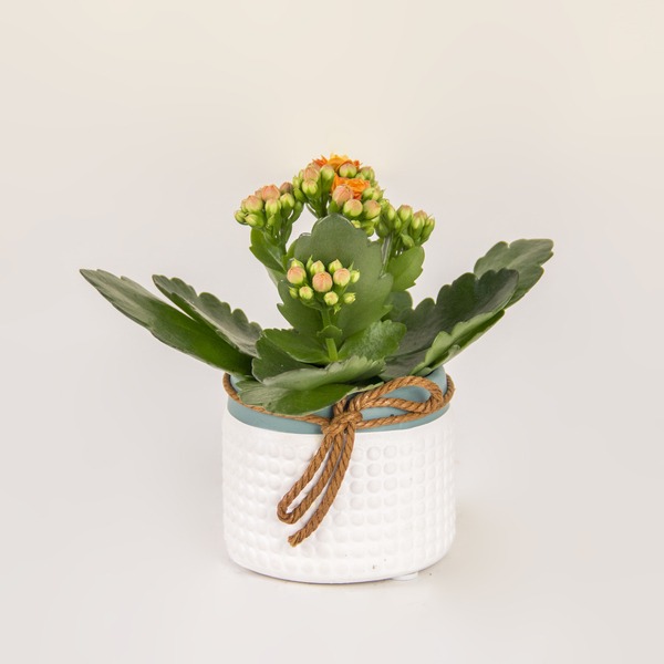 Citrus Blossom Delight