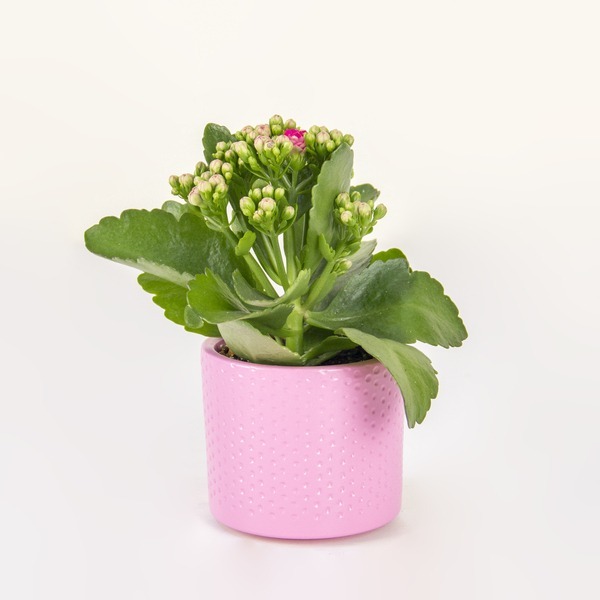 Pink Petal Promise Kalanchoe