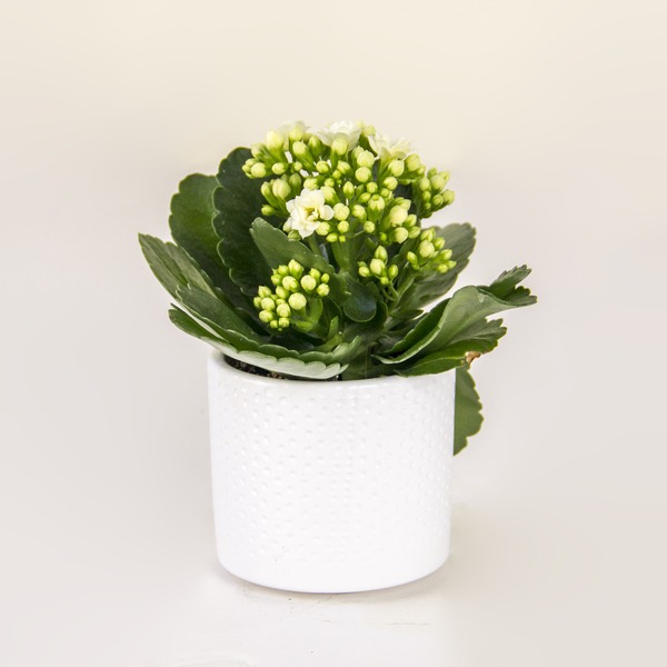 Classic White Bloom Kalanchoe