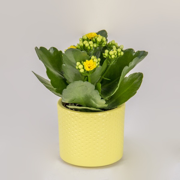 Sunshine Delight Kalanchoe