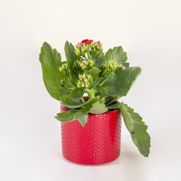 Crimson Kiss Kalanchoe