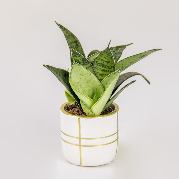 Gilded Green Mini Snake Plant