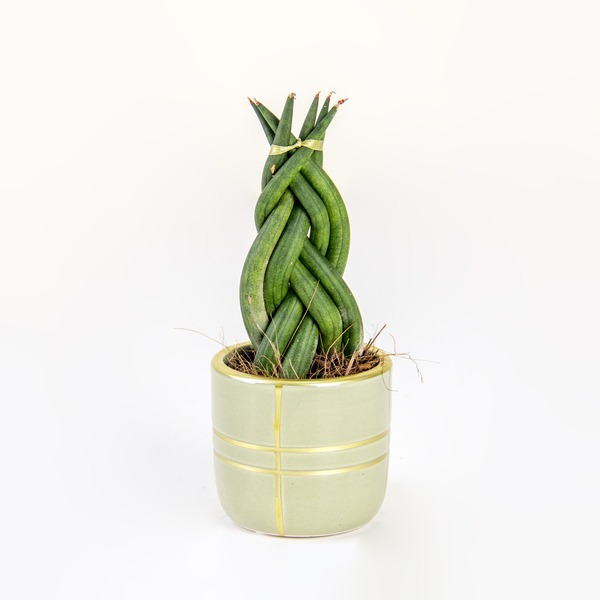 Braided Spear Sansevieria