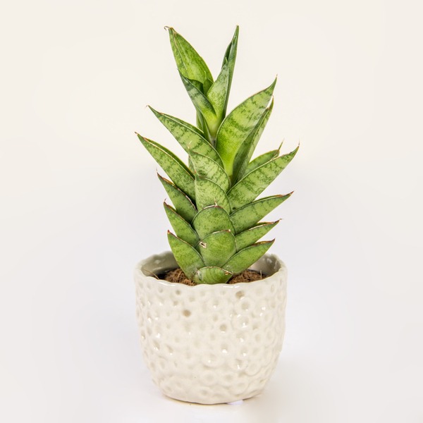 The Mini-Pineapple Plant