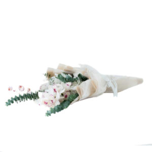 Ligne de Cymbidiinae