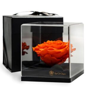 Endless Treasure Orange