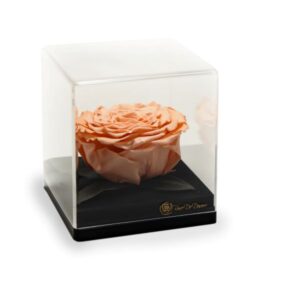 Endless Treasure Peach