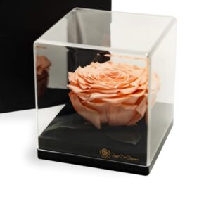 Endless Treasure Peach