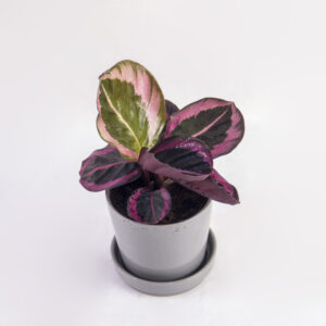 medallion-calathea-ميدالية-كالاتيا