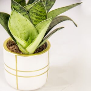 Gilded Green Mini Snake Plant