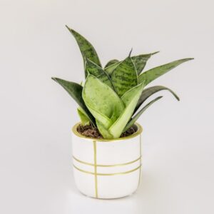 Gilded Green Mini Snake Plant