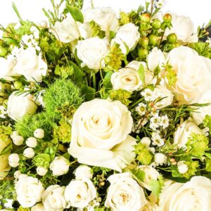 Pristine Champagne White Mix