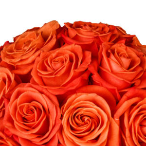 Pristine Solum Orange Crush