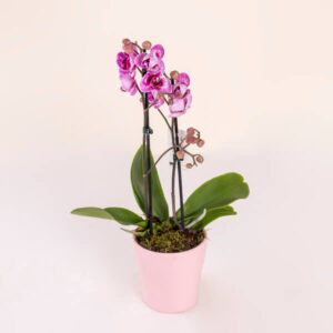 Purple Phalaenopsis Orchid