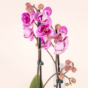 Purple Phalaenopsis Orchid