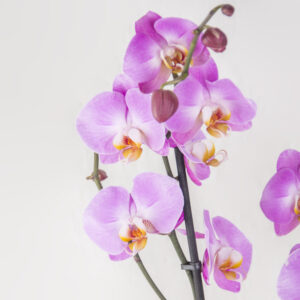 Orchid Elegance